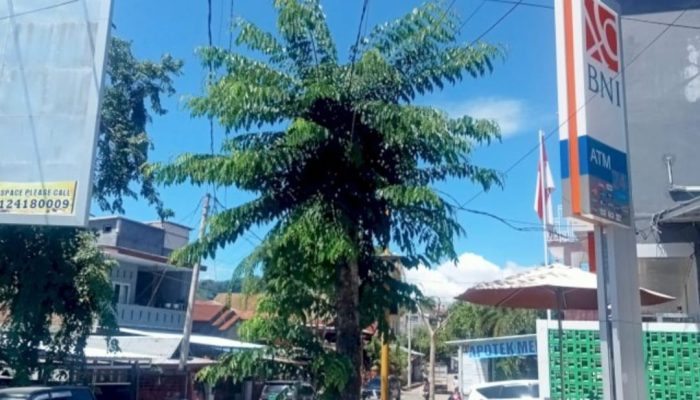 Warga Khawatirkan Kabel Listrik Terlilit Pohon di Simpang Tugu Bambu Runcing Enrekang