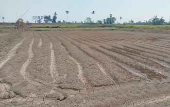 Pemanfaatan Dukungan Kegiatan Tambang Wujudkan Percetakan Sawah, Dukung Ketahanan Pangan di Takalar