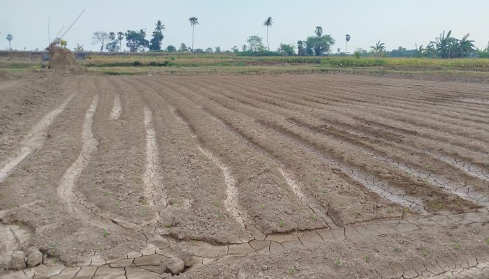 Pemanfaatan Dukungan Kegiatan Tambang Wujudkan Percetakan Sawah, Dukung Ketahanan Pangan di Takalar